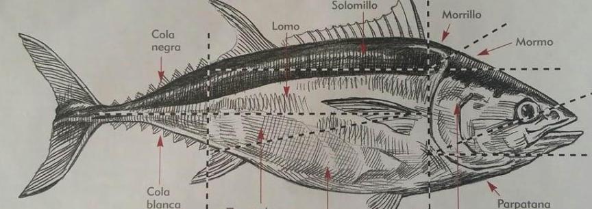 El toro del mar(El atun Rojo)