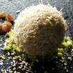 Foie,fideos dulces,melocoton liofilizado y pistachos